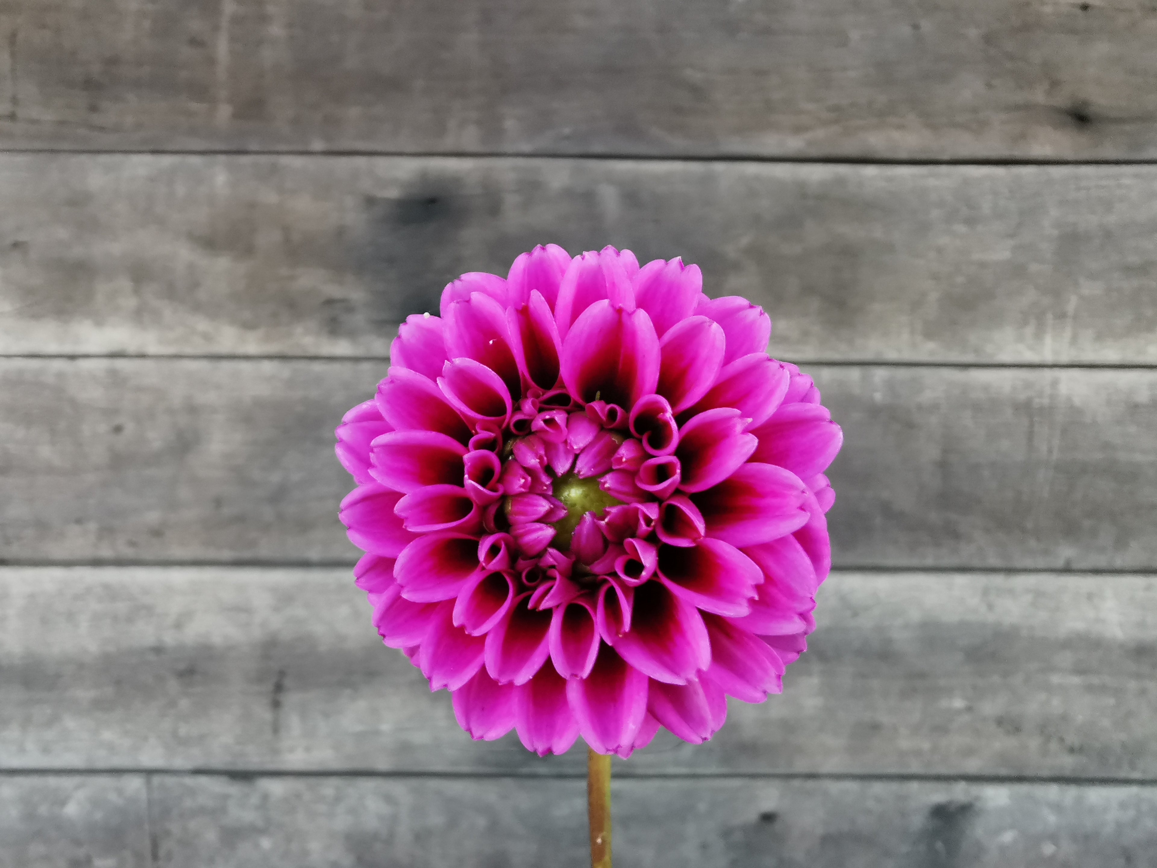 Florelie Boysenberry