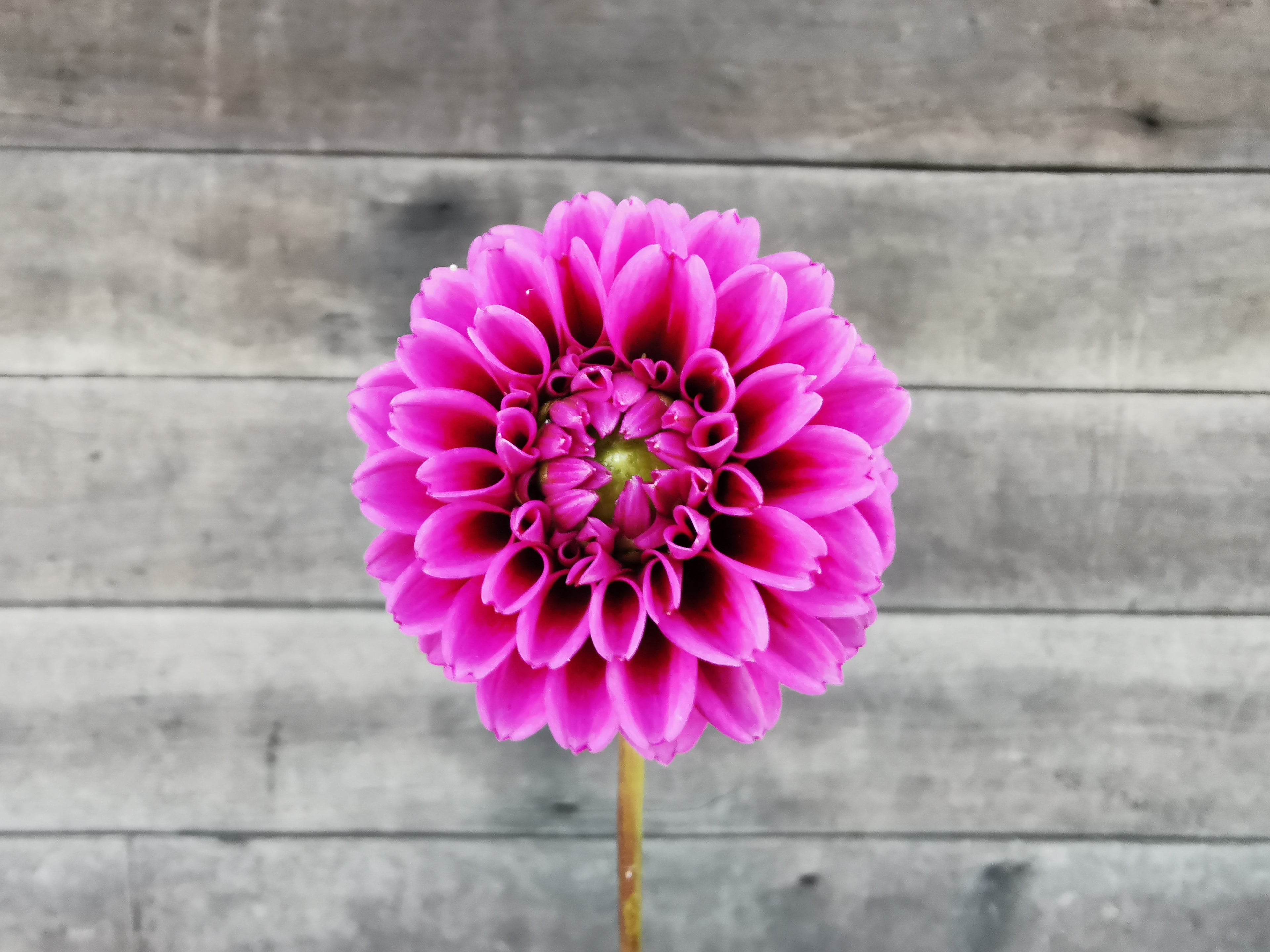 Florelie Boysenberry