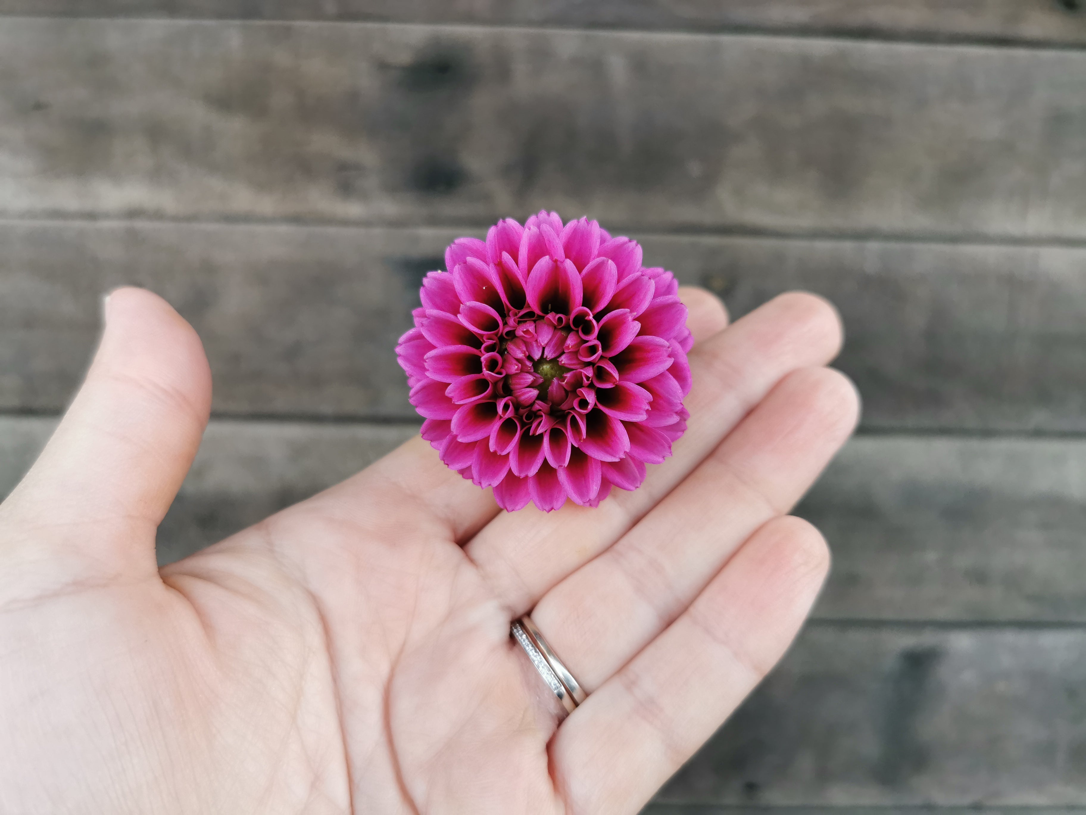 Florelie Boysenberry