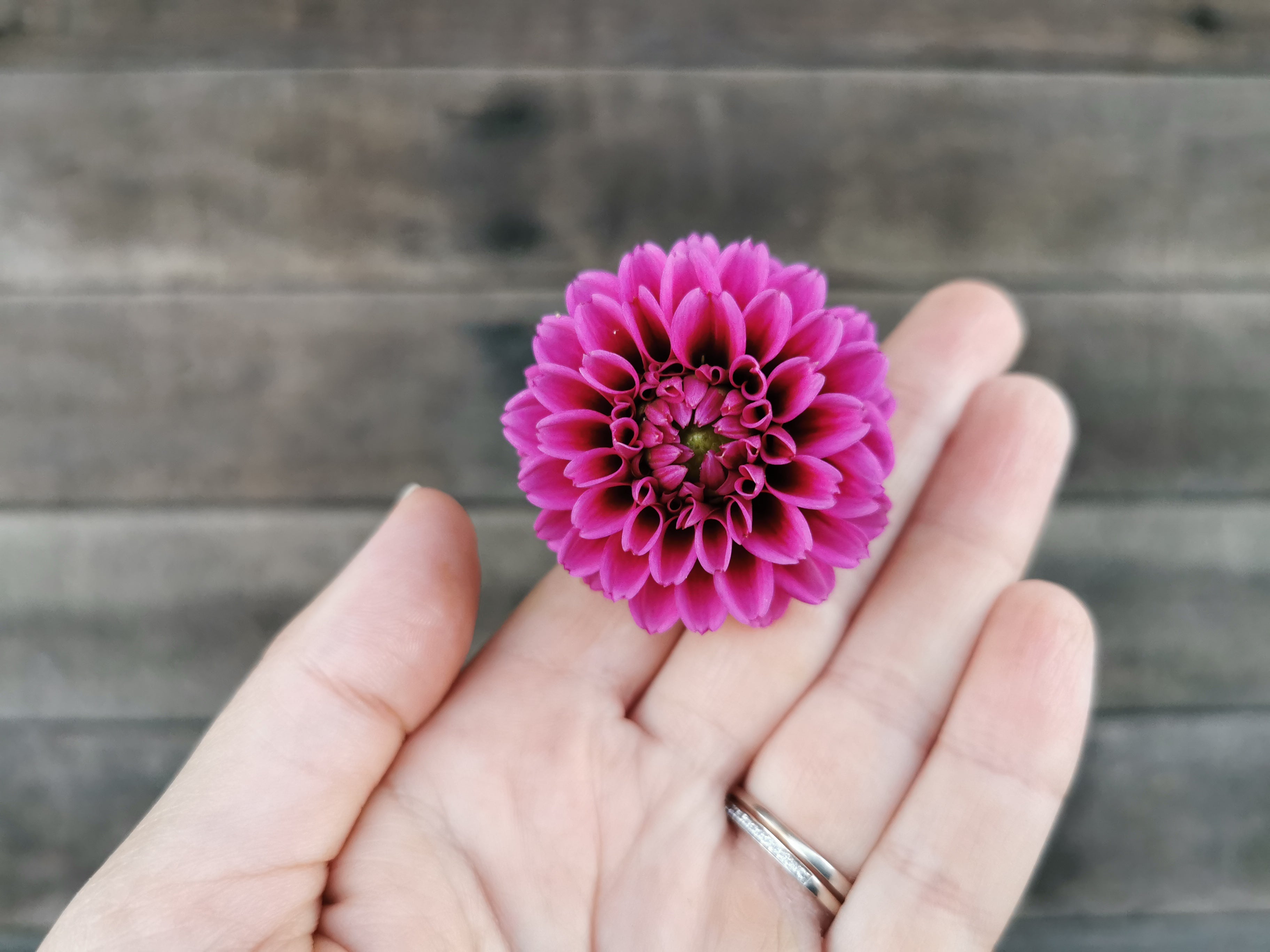 Florelie Boysenberry