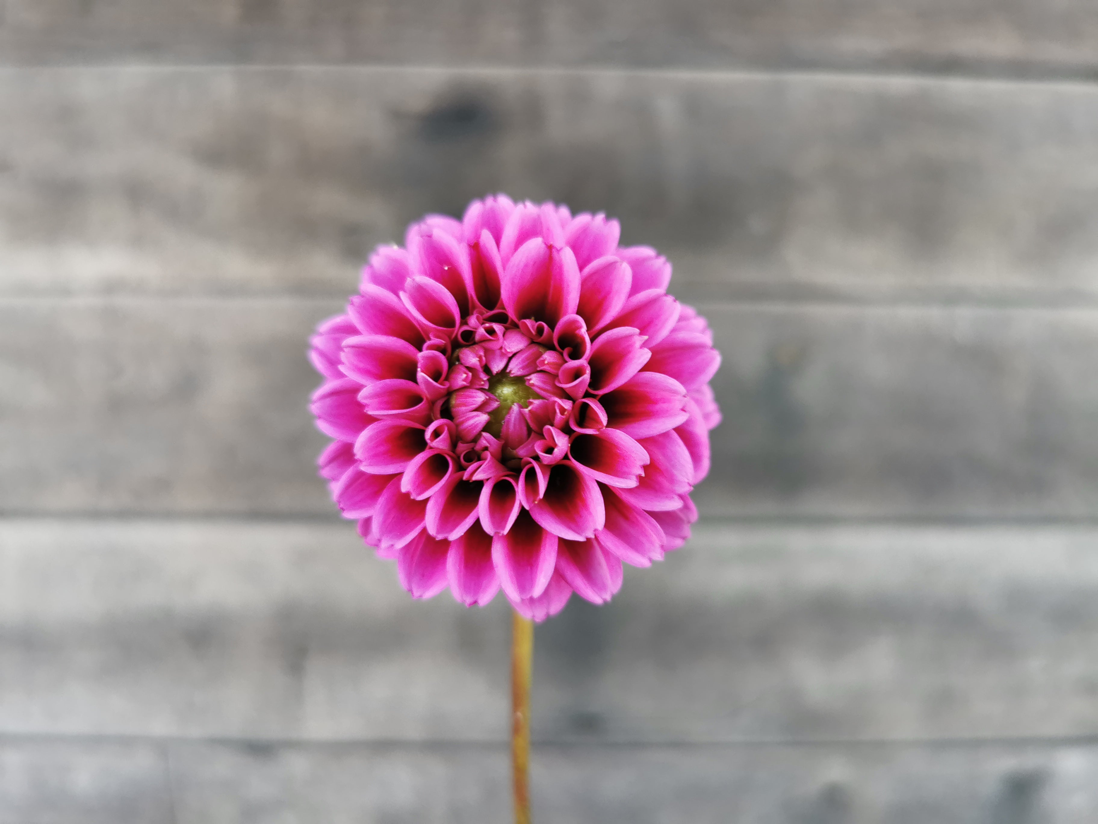 Florelie Boysenberry