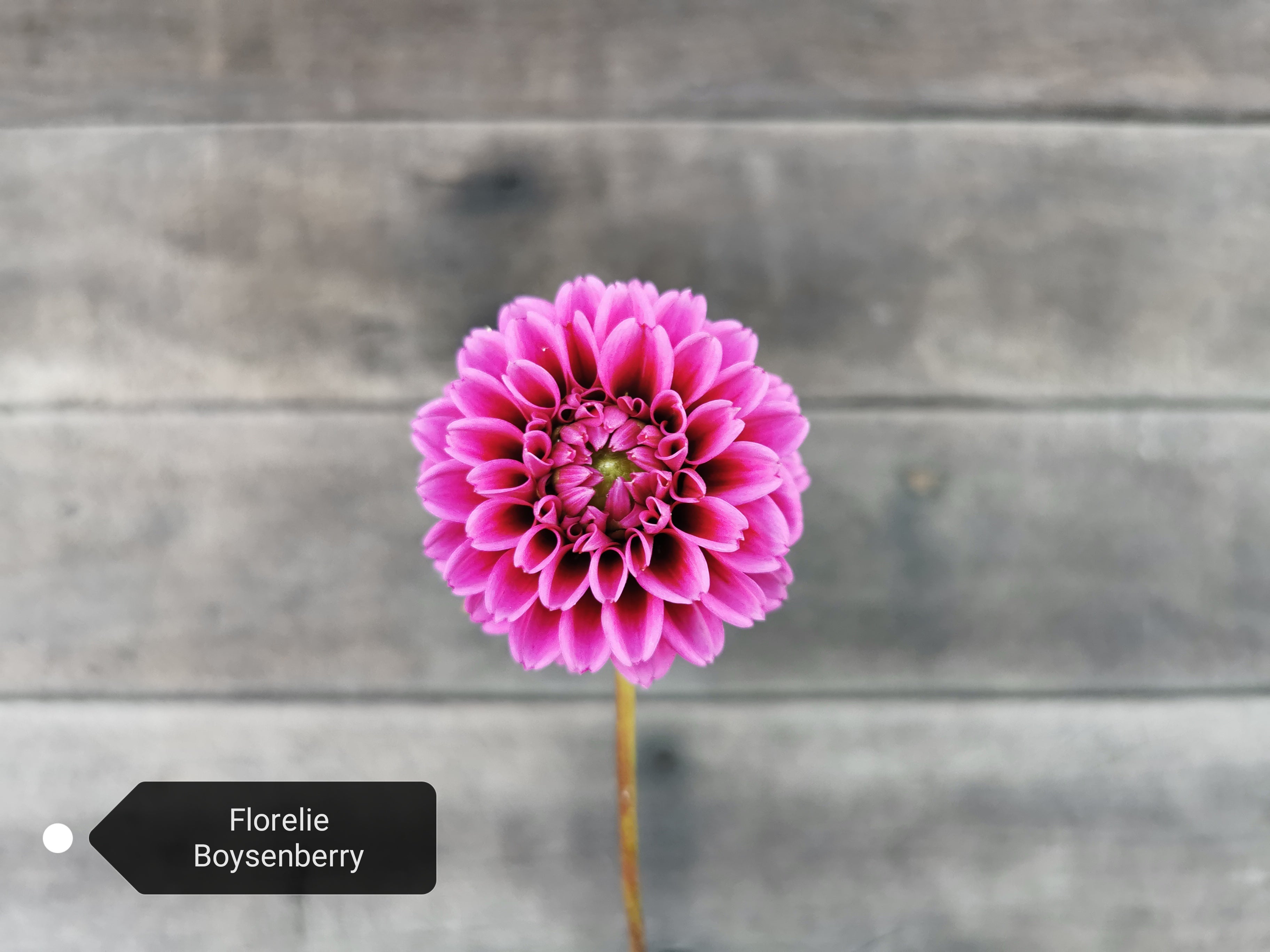 Florelie Boysenberry