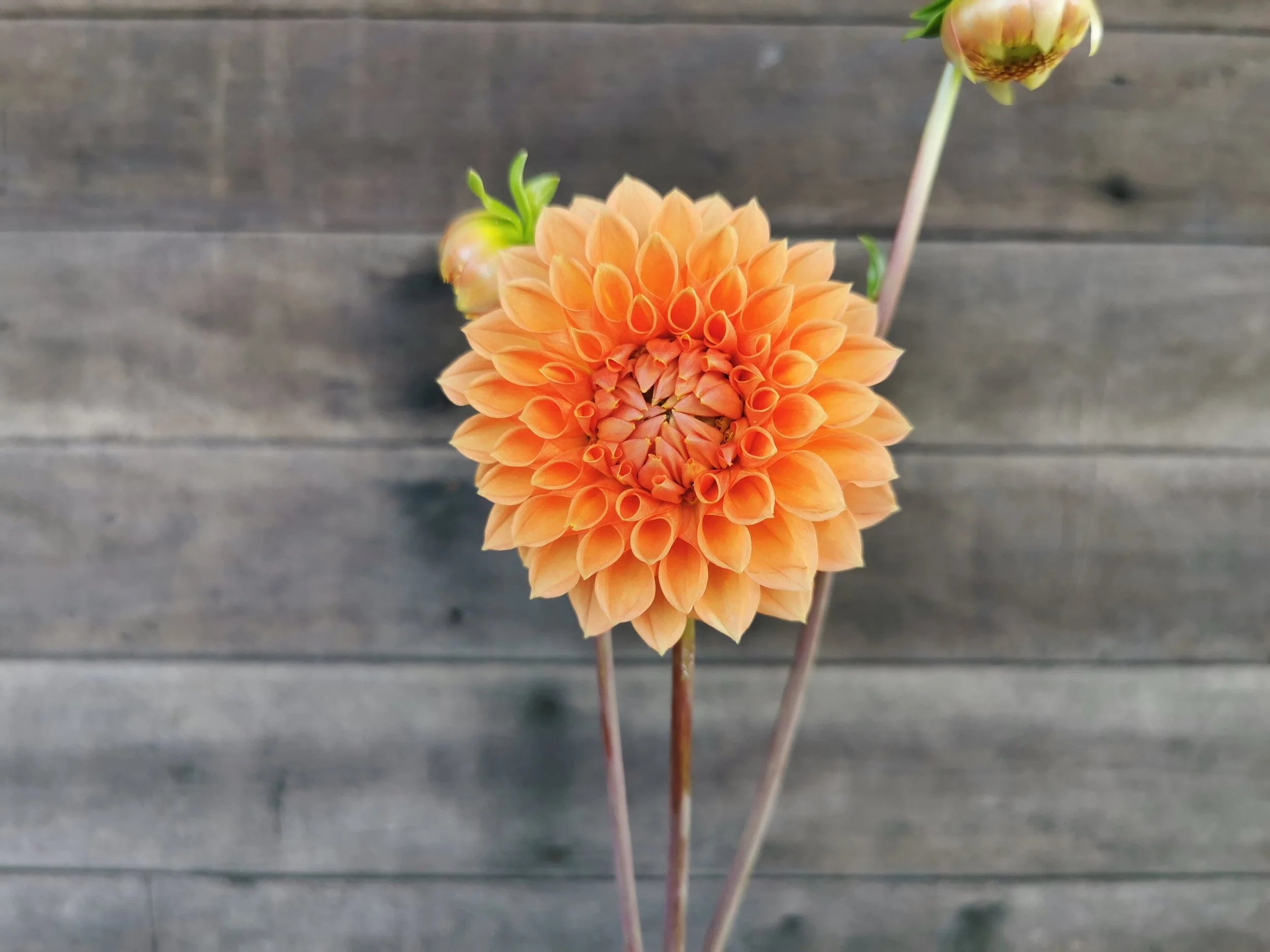 Unknown Orange (Possibly 'Hamilton Junior')