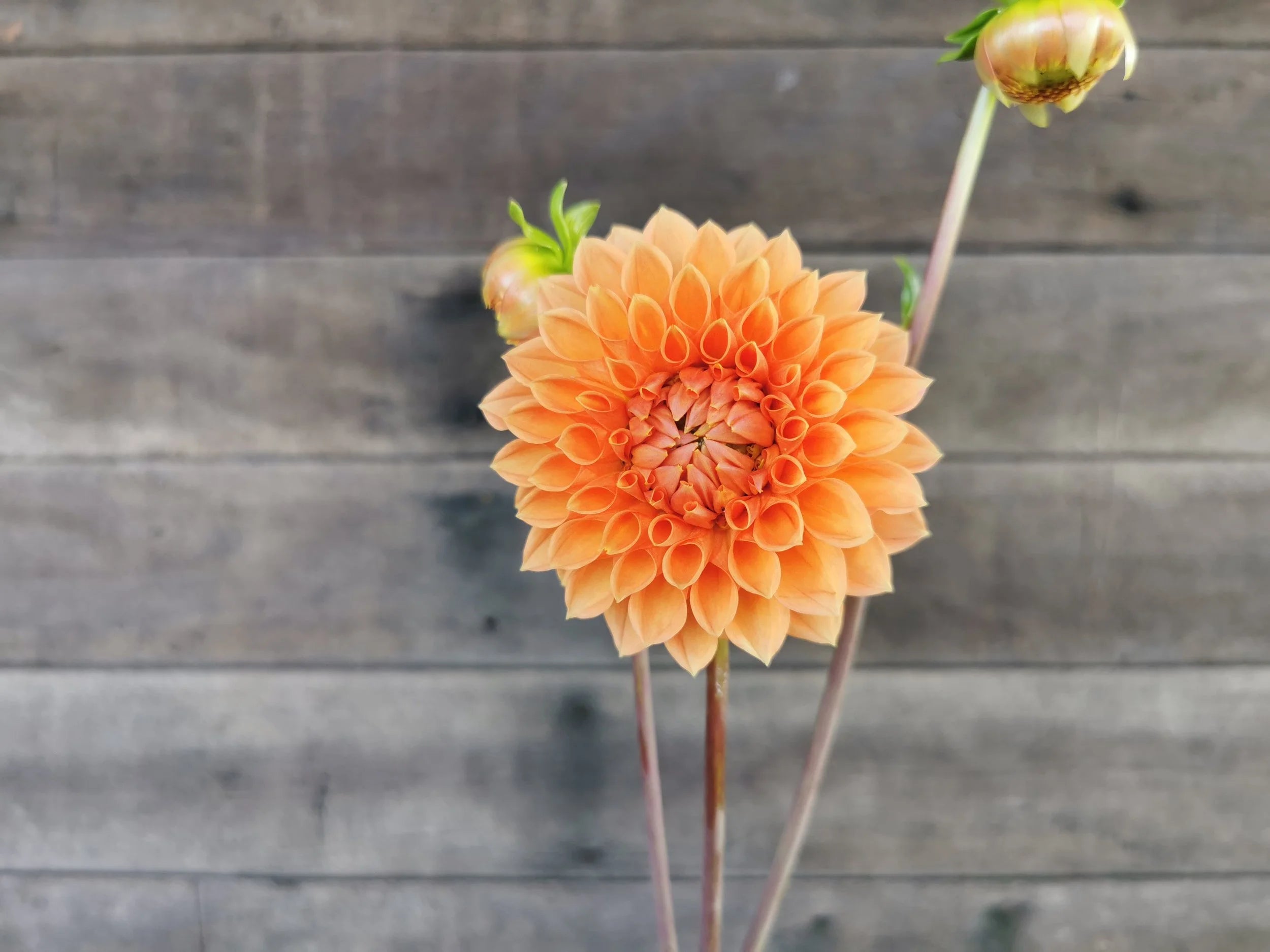 Unknown Orange (Possibly 'Hamilton Junior')