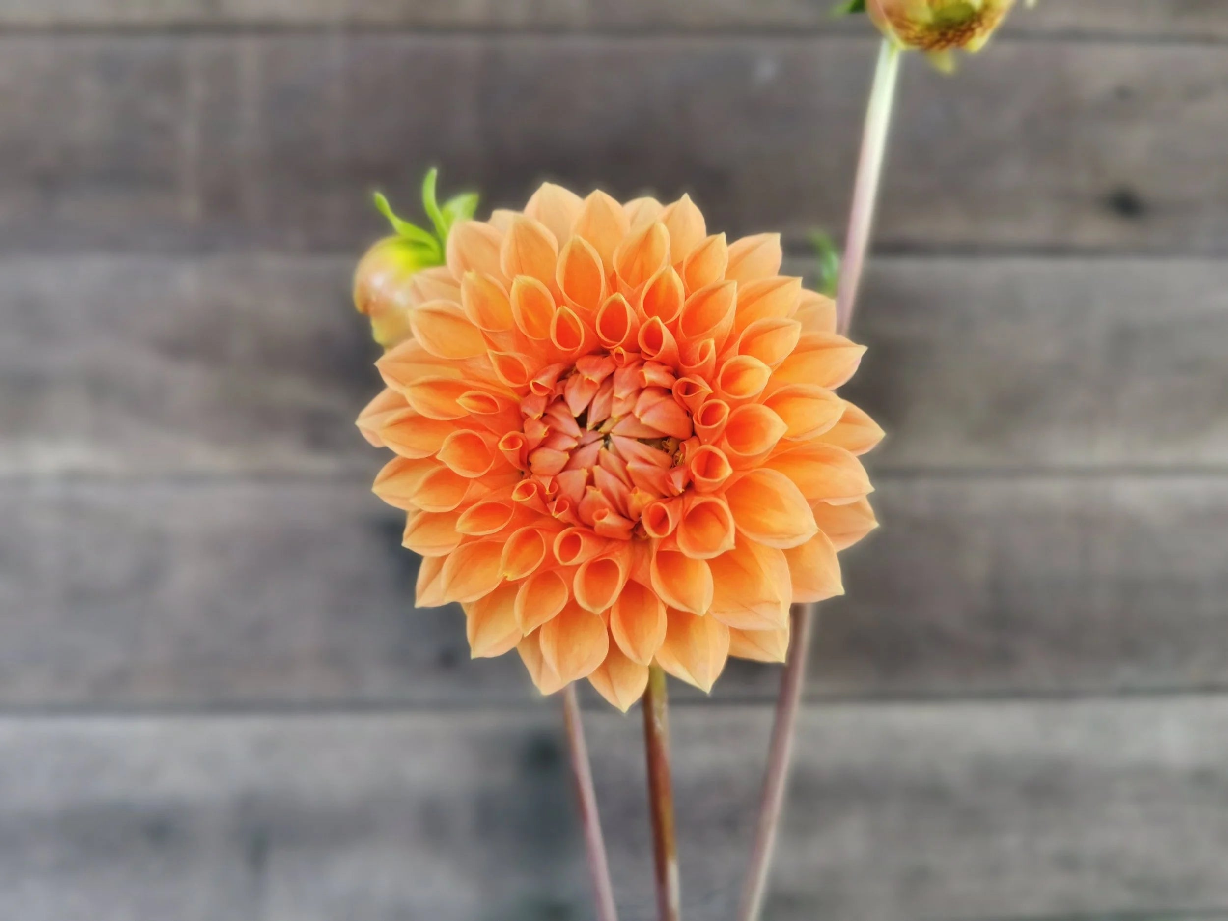 Unknown Orange (Possibly 'Hamilton Junior')