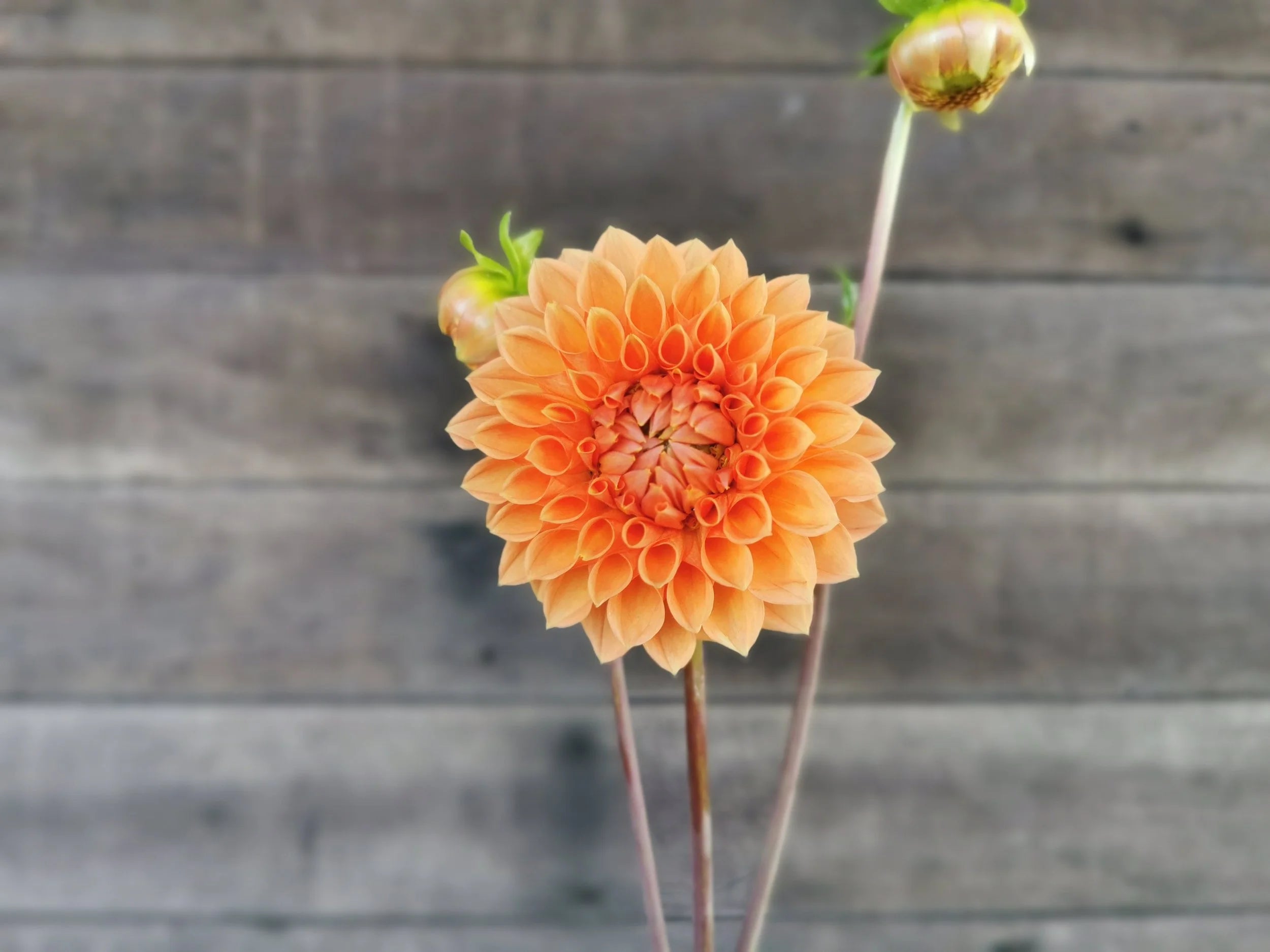 Unknown Orange (Possibly 'Hamilton Junior')