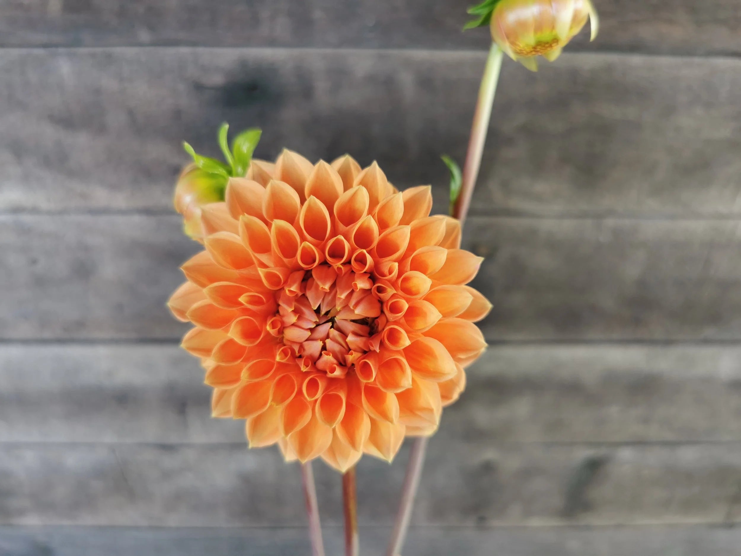 Unknown Orange (possibly Hamilton Junior?) (5 PACK)