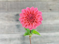 Dusty Rose