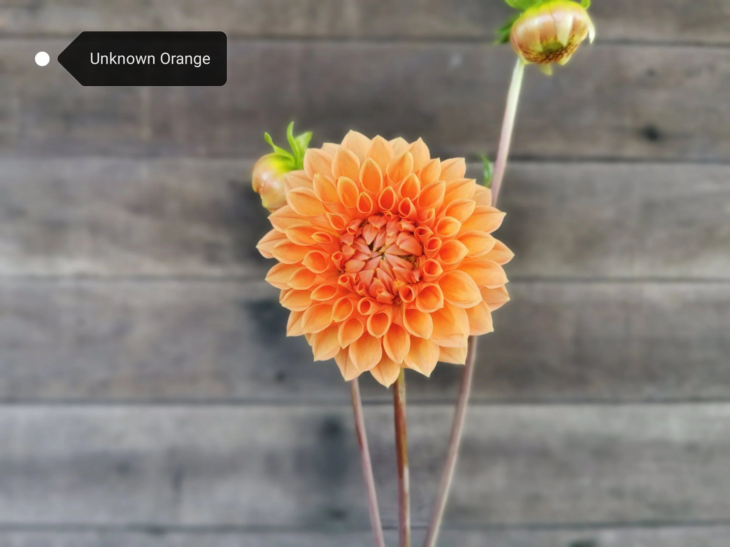 Unknown Orange (possibly Hamilton Junior?) (5 PACK)