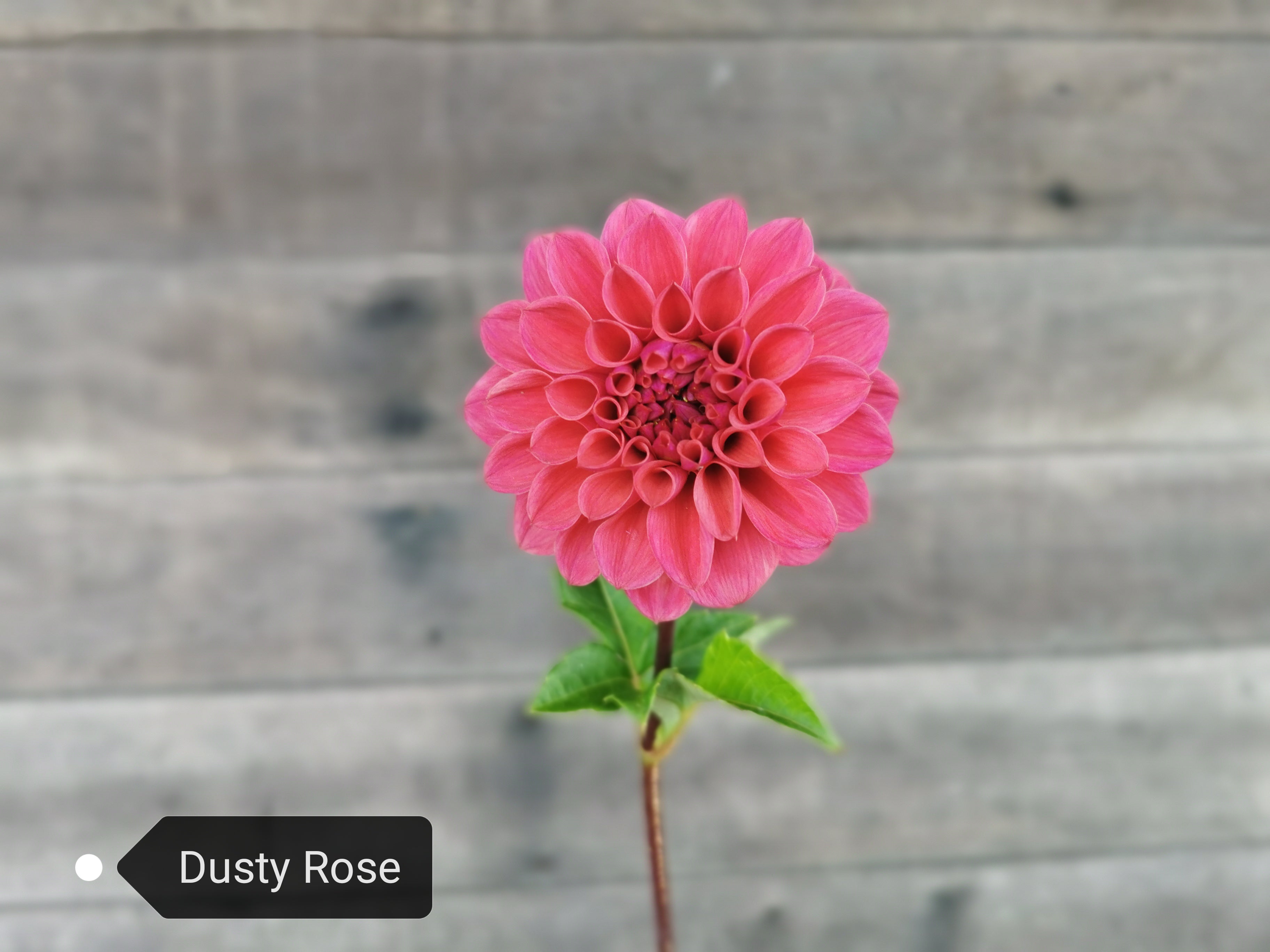 Dusty Rose