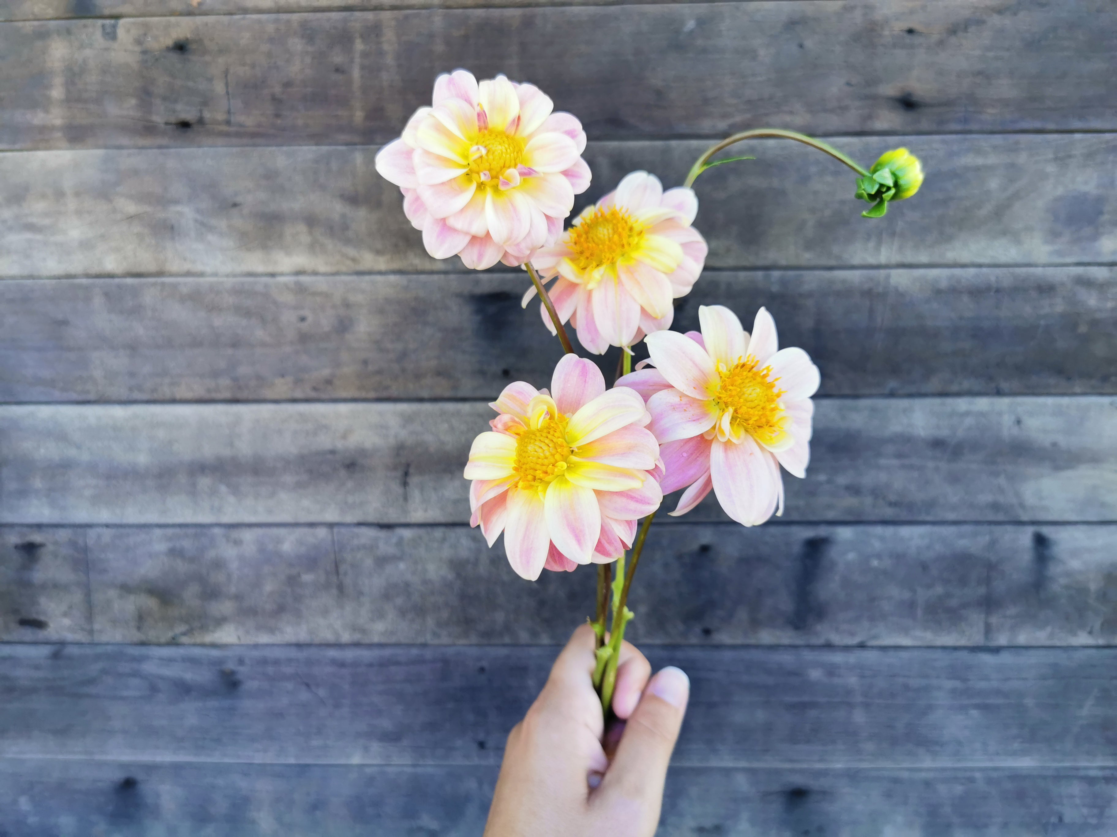 Florelie Strawberry Shortcake