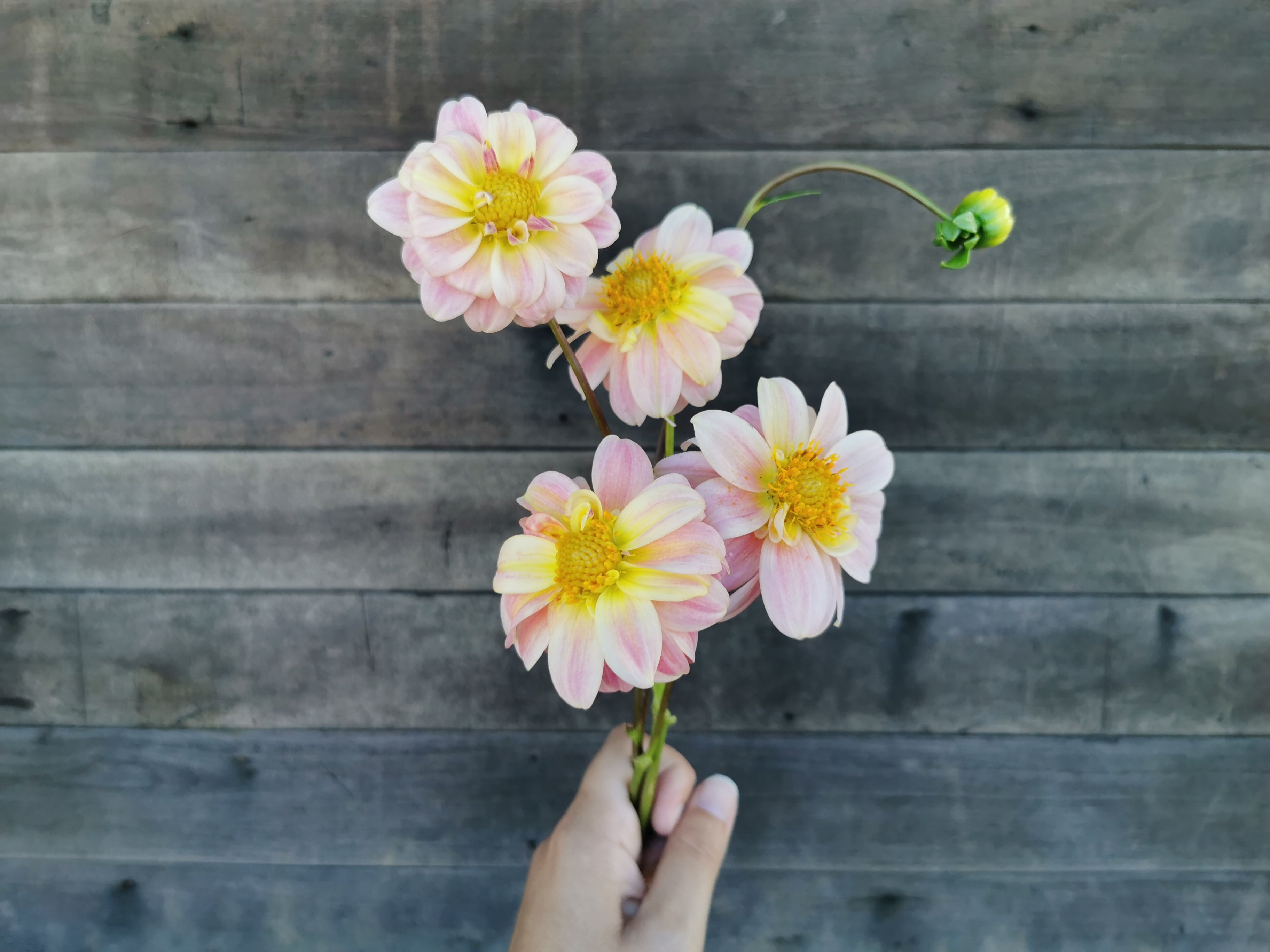 Florelie Strawberry Shortcake