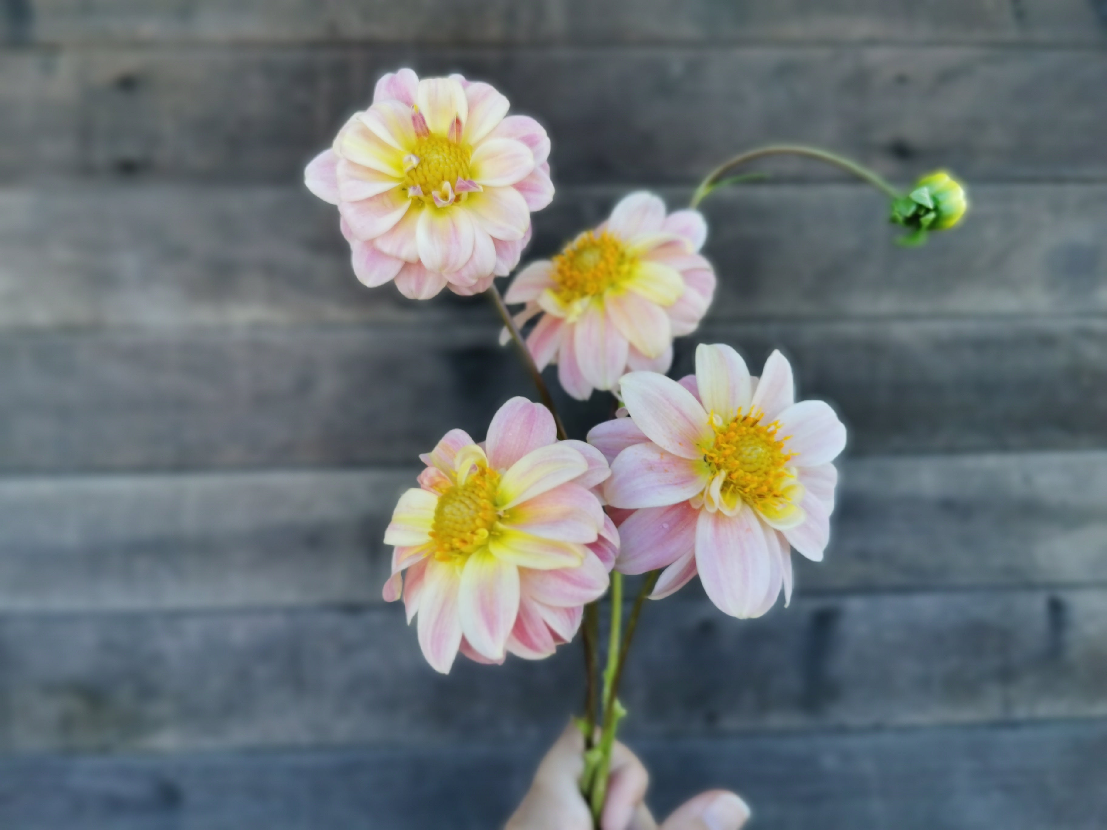 Florelie Strawberry Shortcake