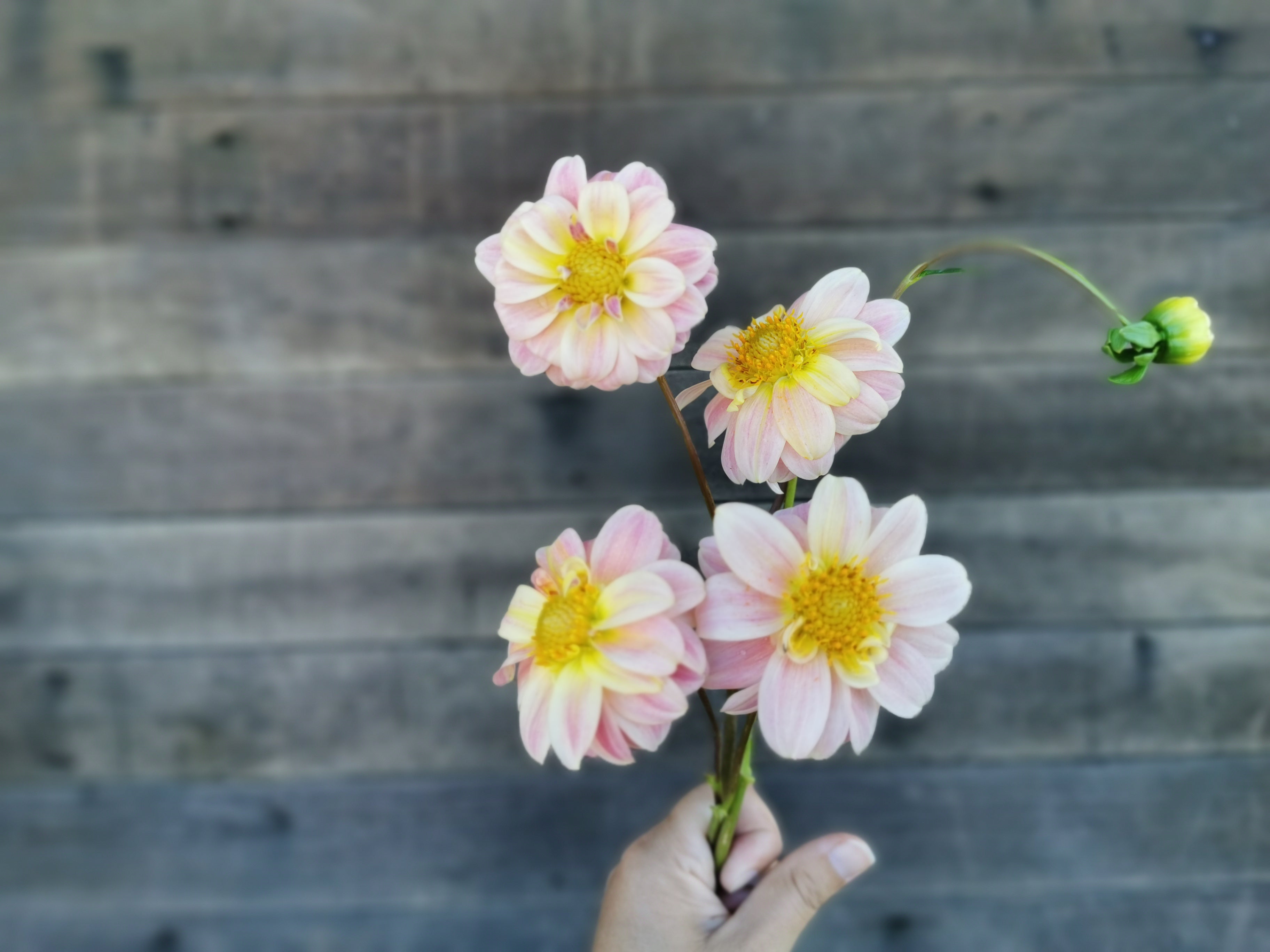 Florelie Strawberry Shortcake