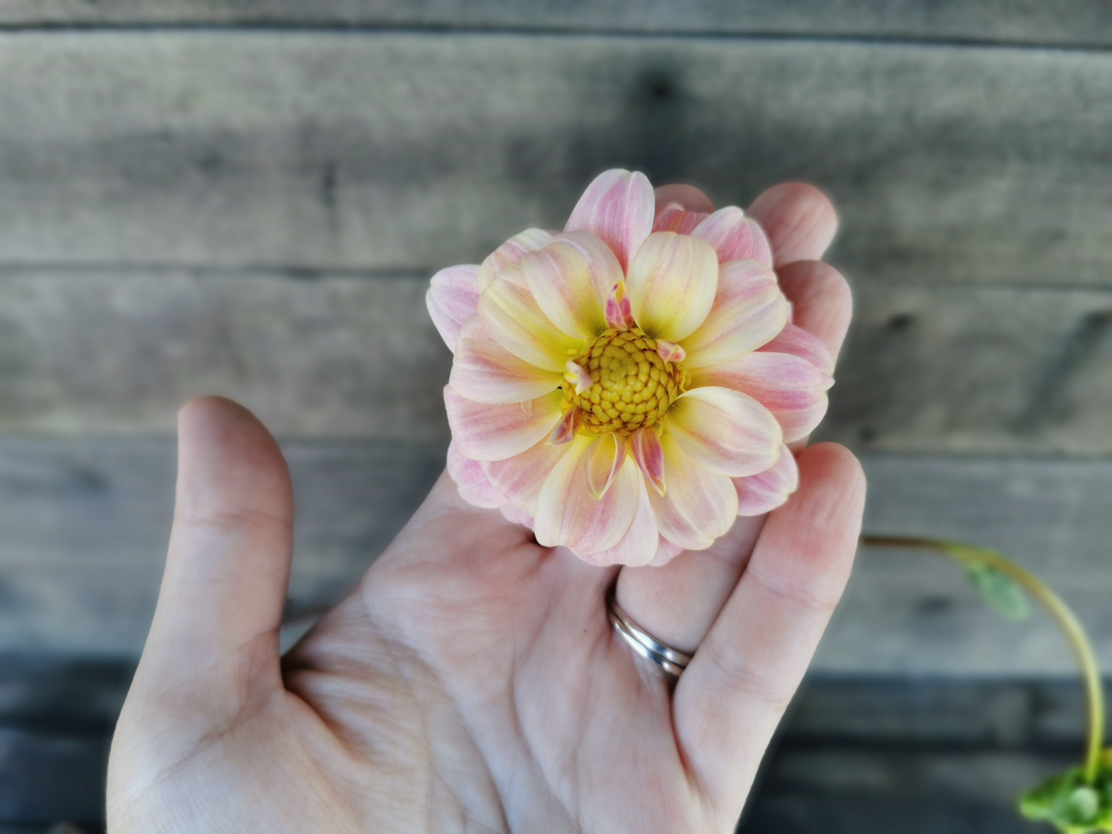 Florelie Strawberry Shortcake