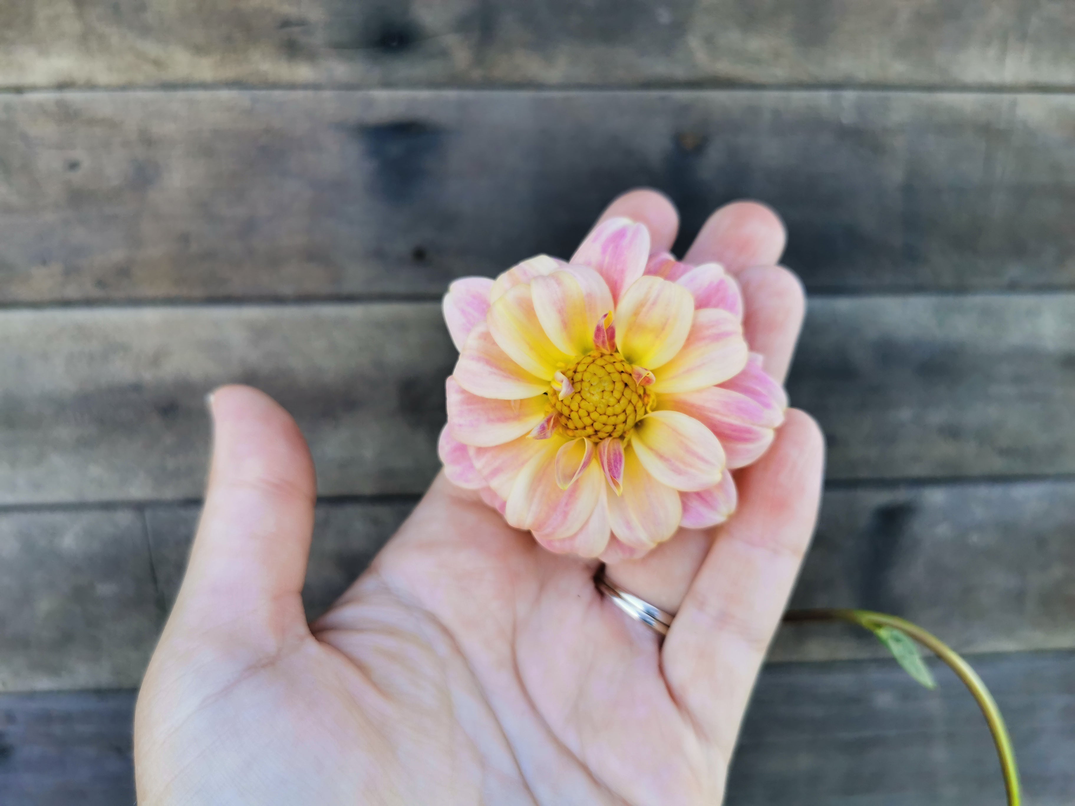 Florelie Strawberry Shortcake