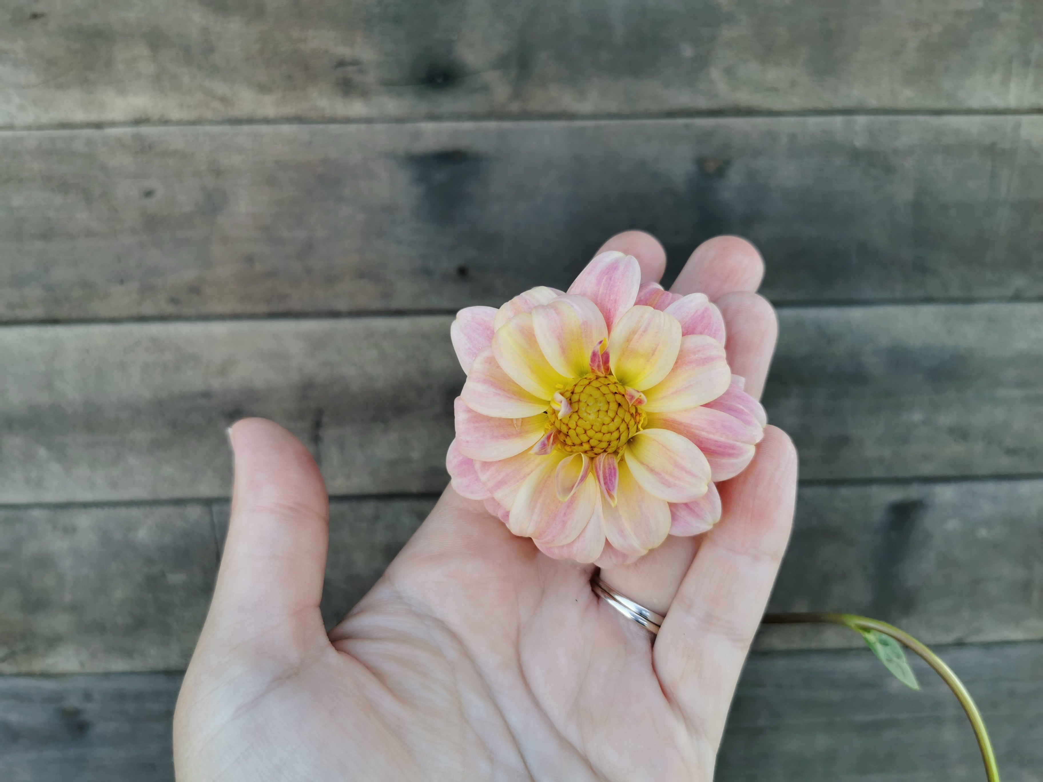 Florelie Strawberry Shortcake