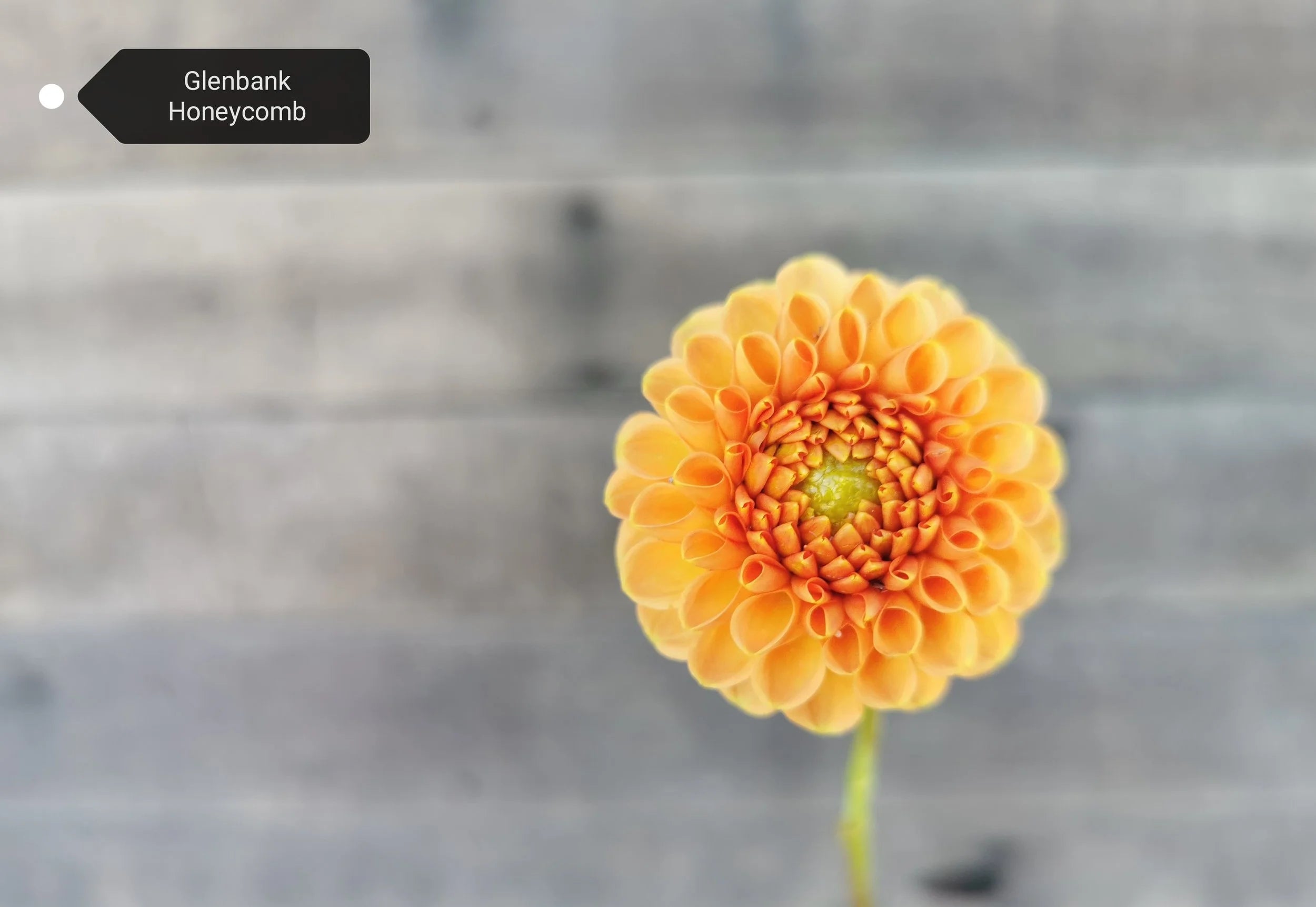 Glenbank Honeycomb