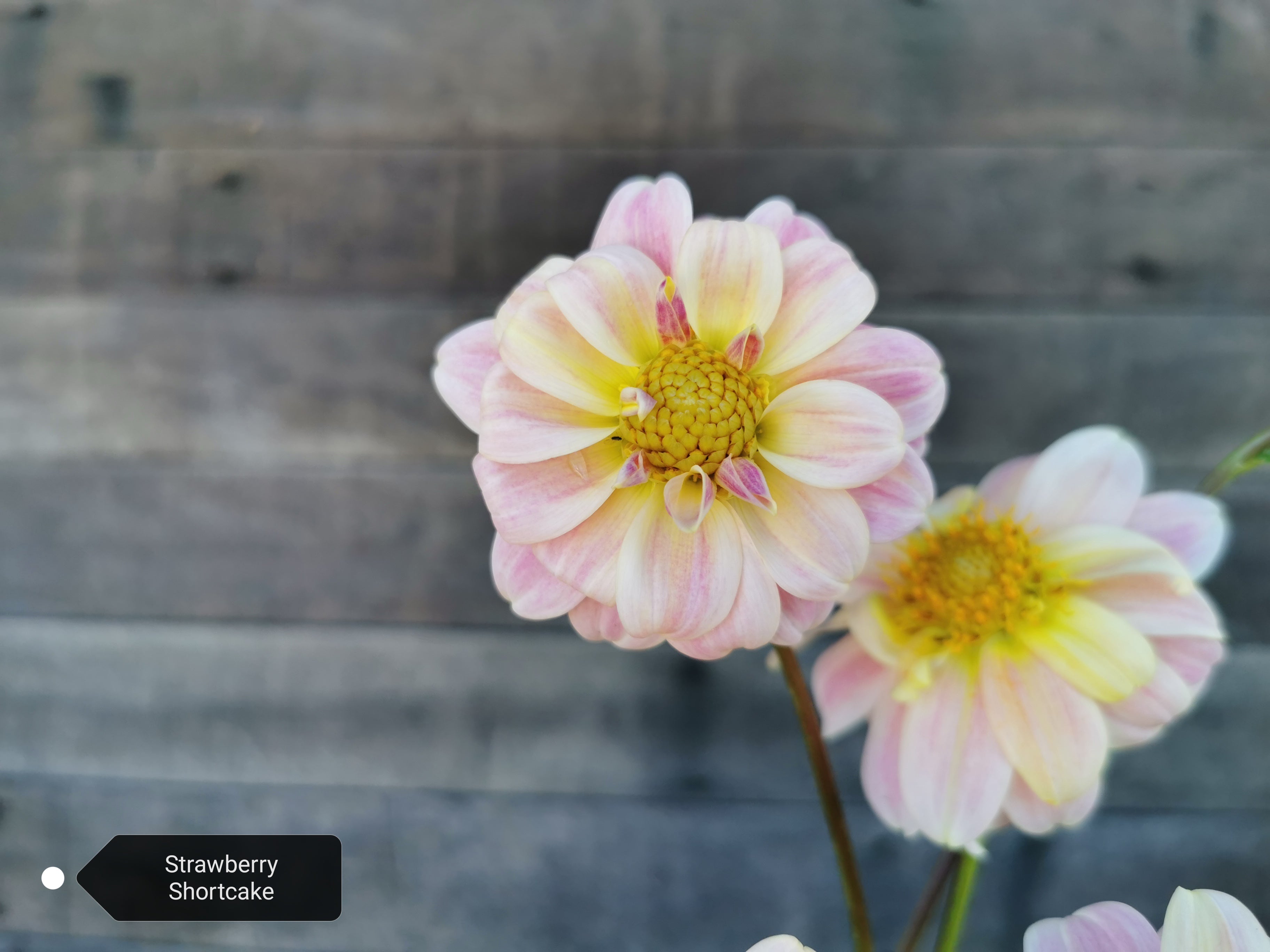 Florelie Strawberry Shortcake