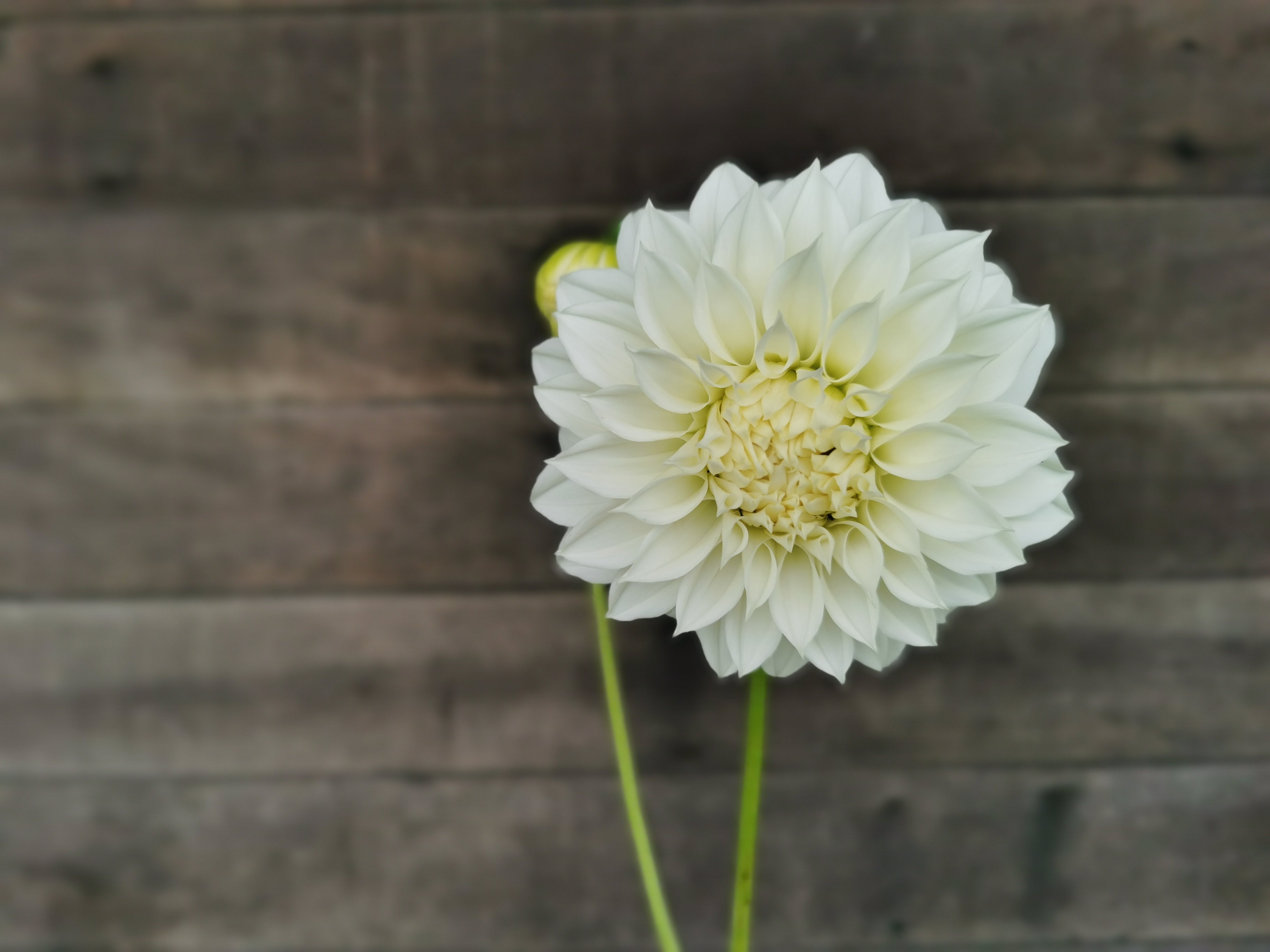 Florelie Whipped Cream