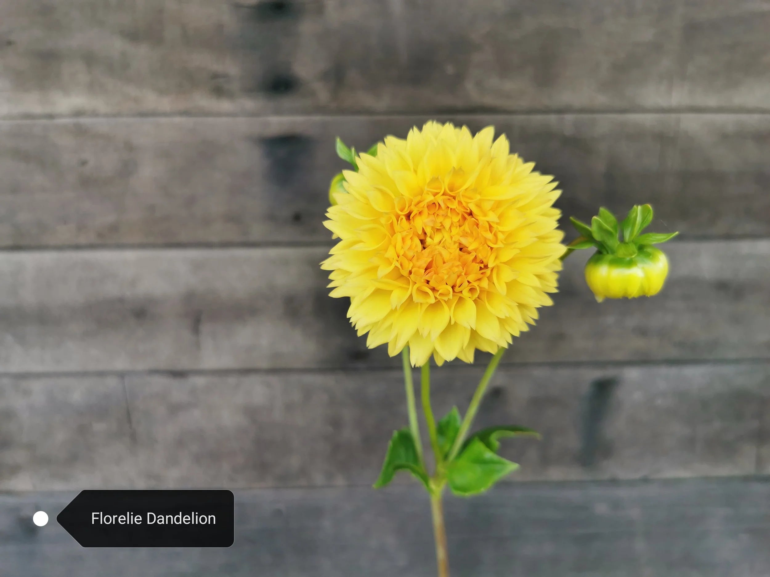 Florelie Dandelion
