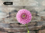 Isabel
