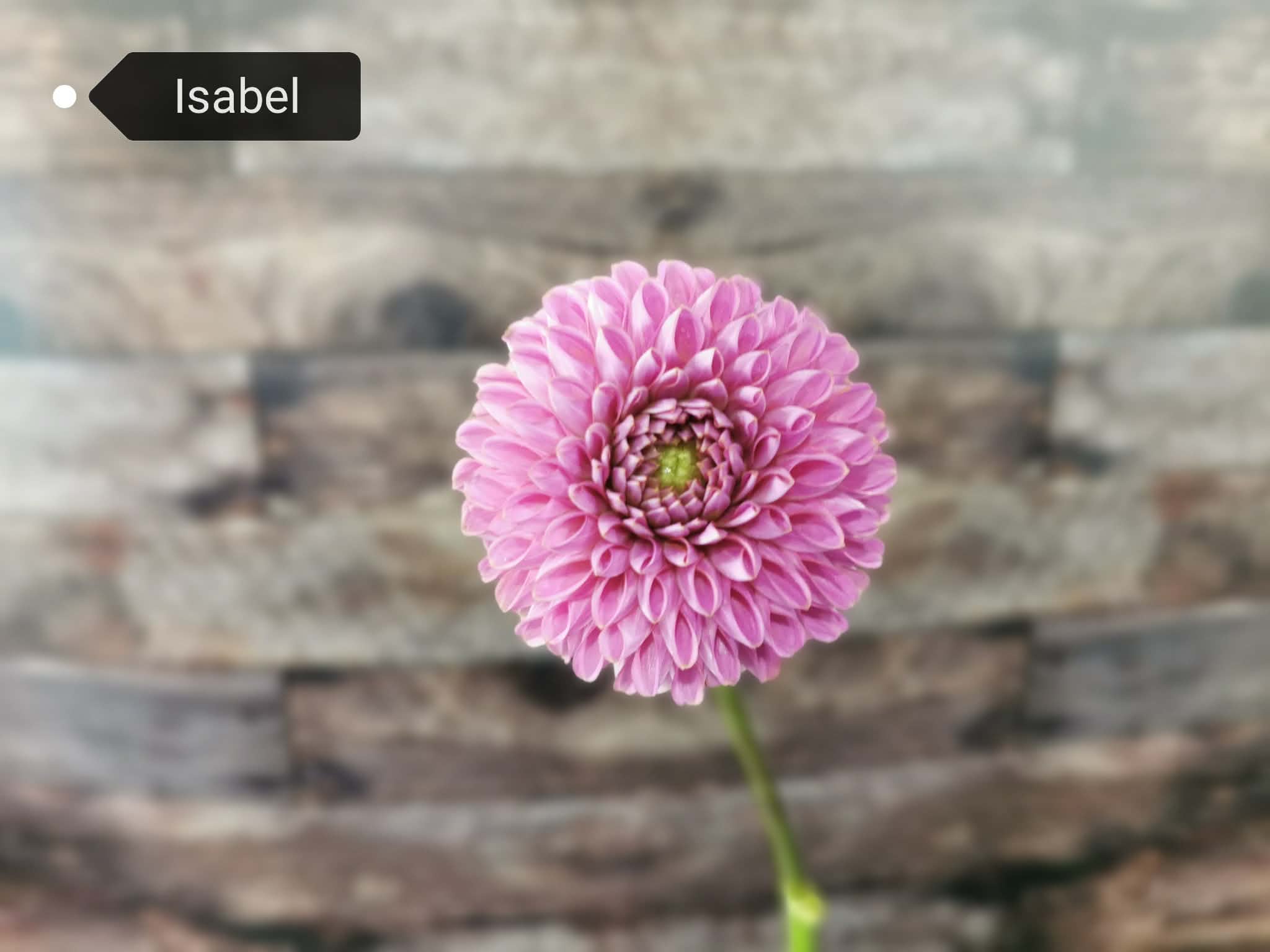 Isabel
