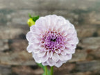 Jeff Bloom