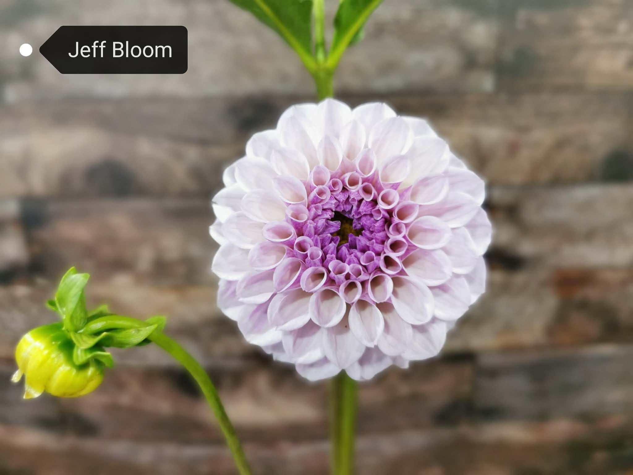 Jeff Bloom