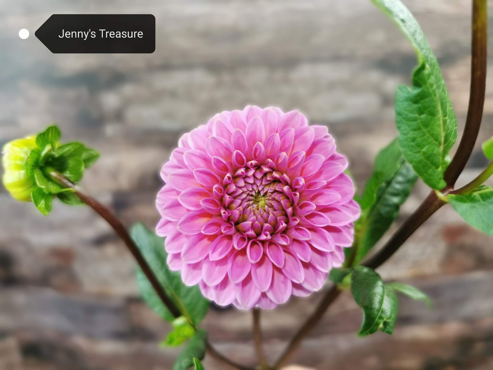 Jenny's Treasure
