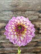 Le Batts Prime