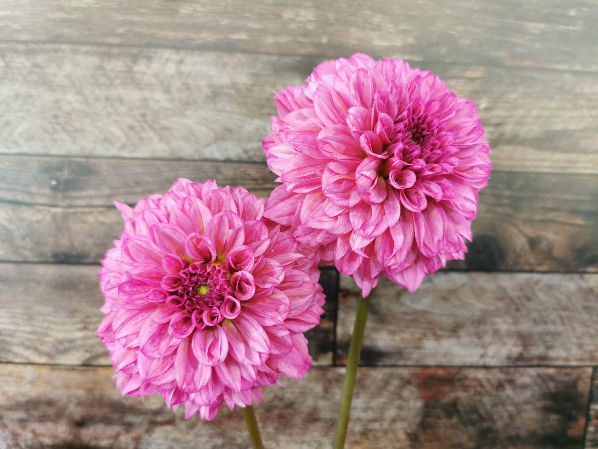 Lileah Pink Petticoats