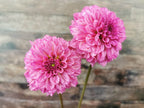 Lileah Pink Petticoats