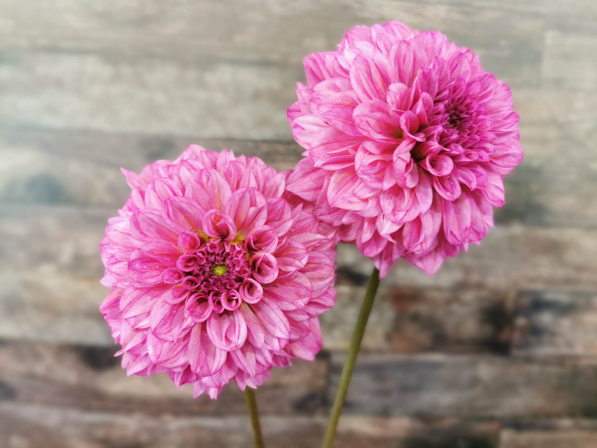 Lileah Pink Petticoats