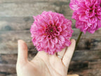 Lileah Pink Petticoats