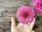 Lileah Pink Petticoats