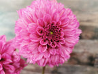 Lileah Pink Petticoats