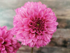 Lileah Pink Petticoats