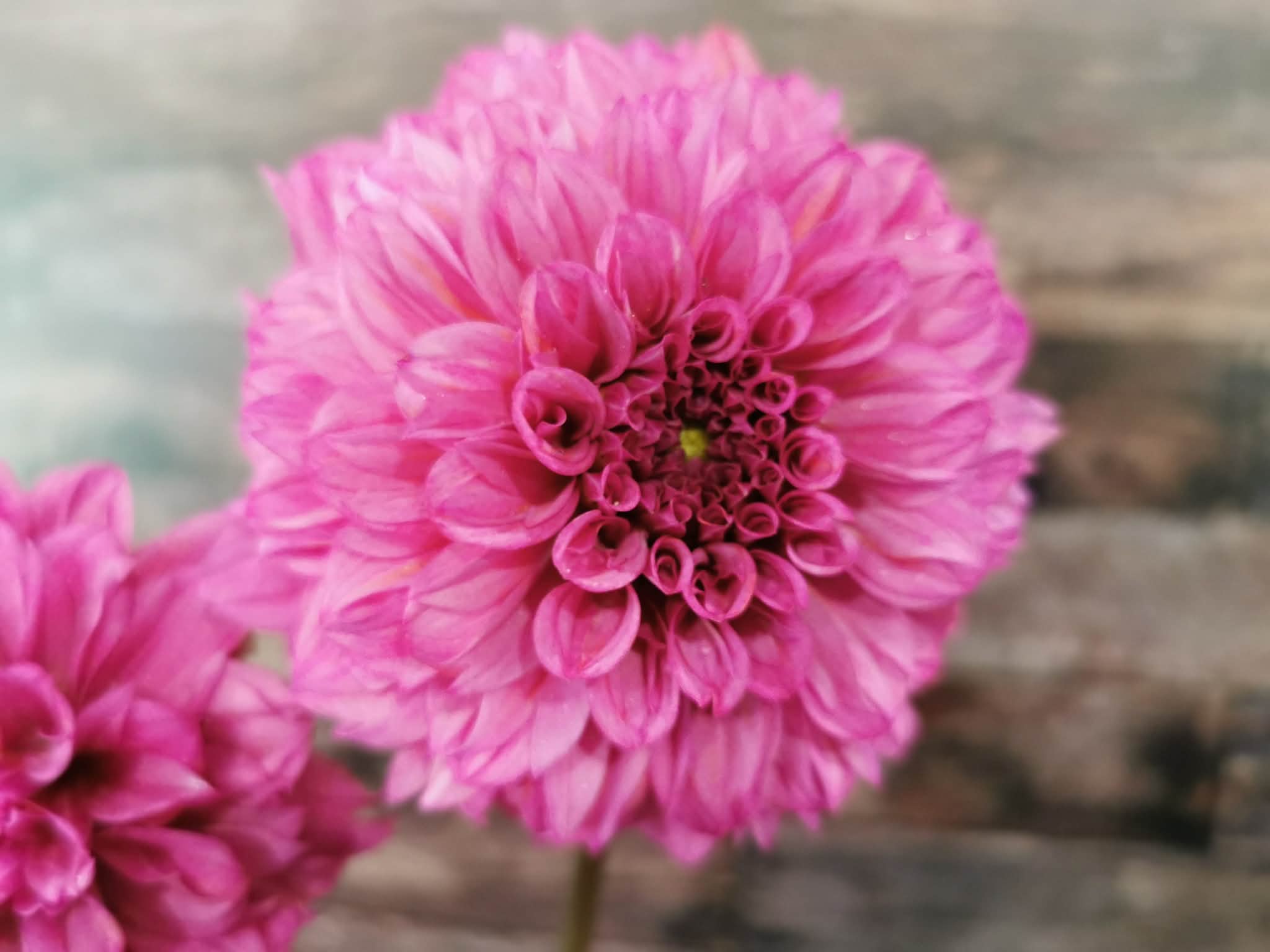 Lileah Pink Petticoats