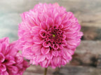 Lileah Pink Petticoats