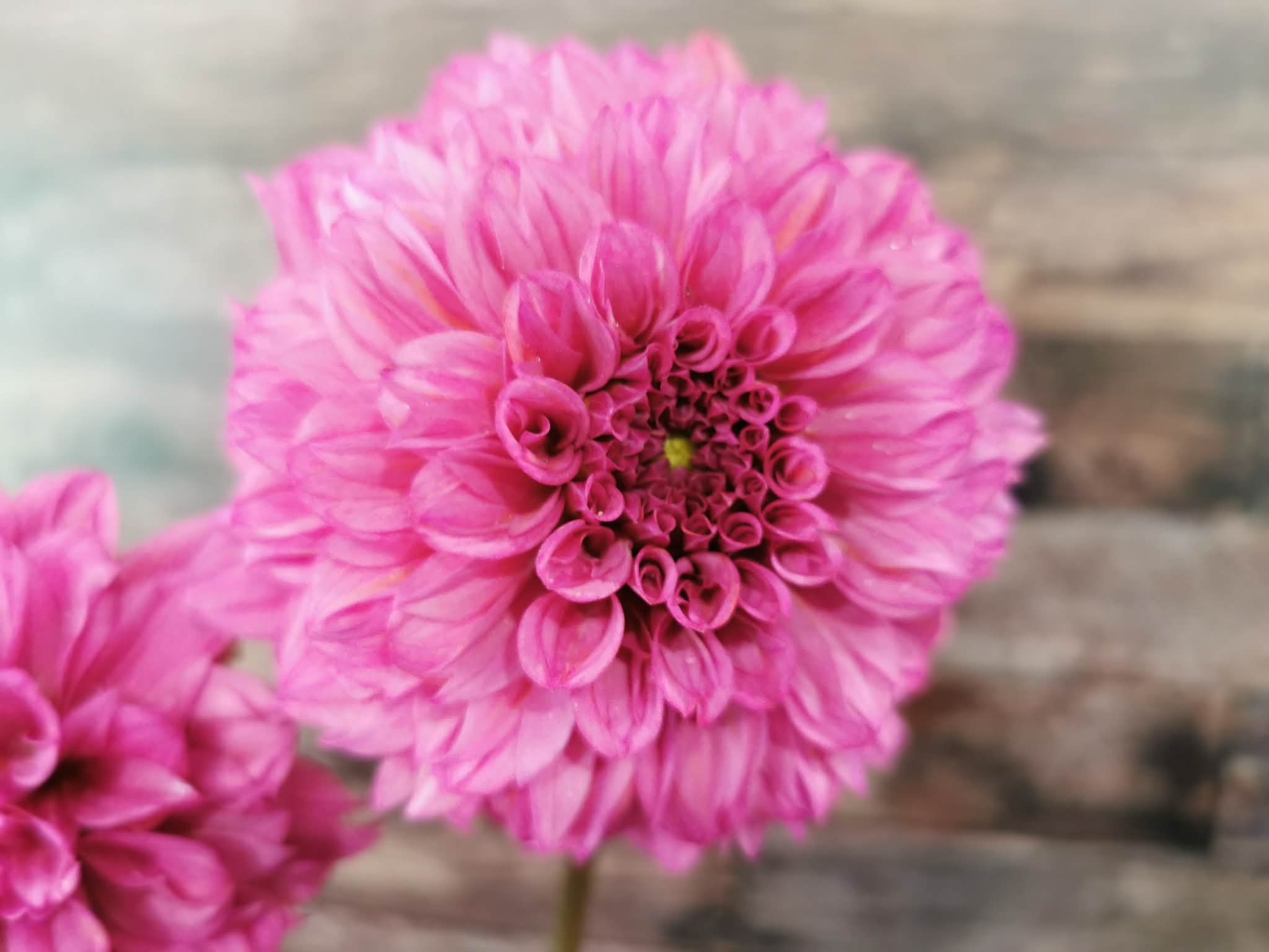 Lileah Pink Petticoats