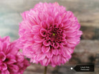 Lileah Pink Petticoats