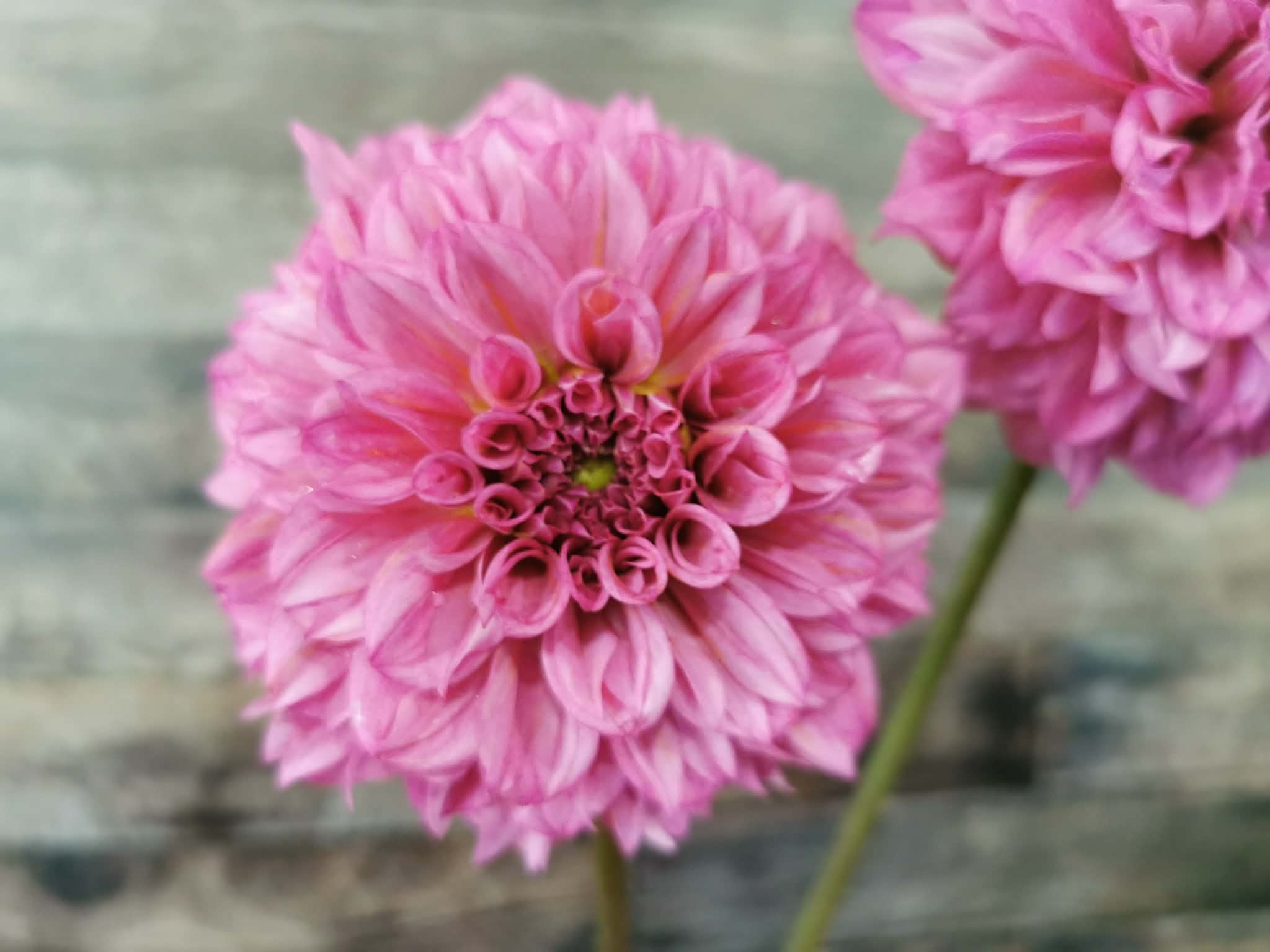 Lileah Pink Petticoats
