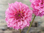 Lileah Pink Petticoats