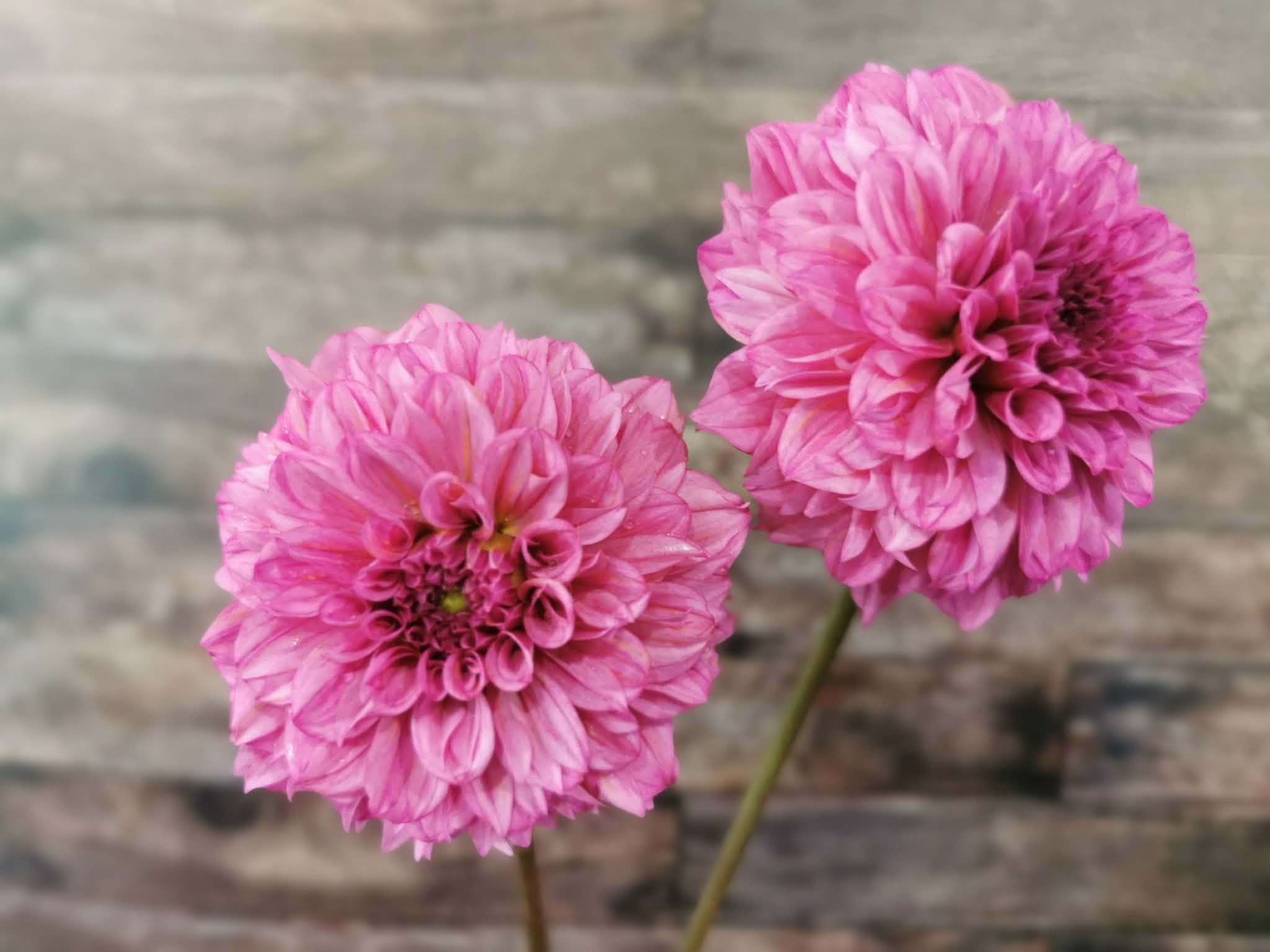 Lileah Pink Petticoats