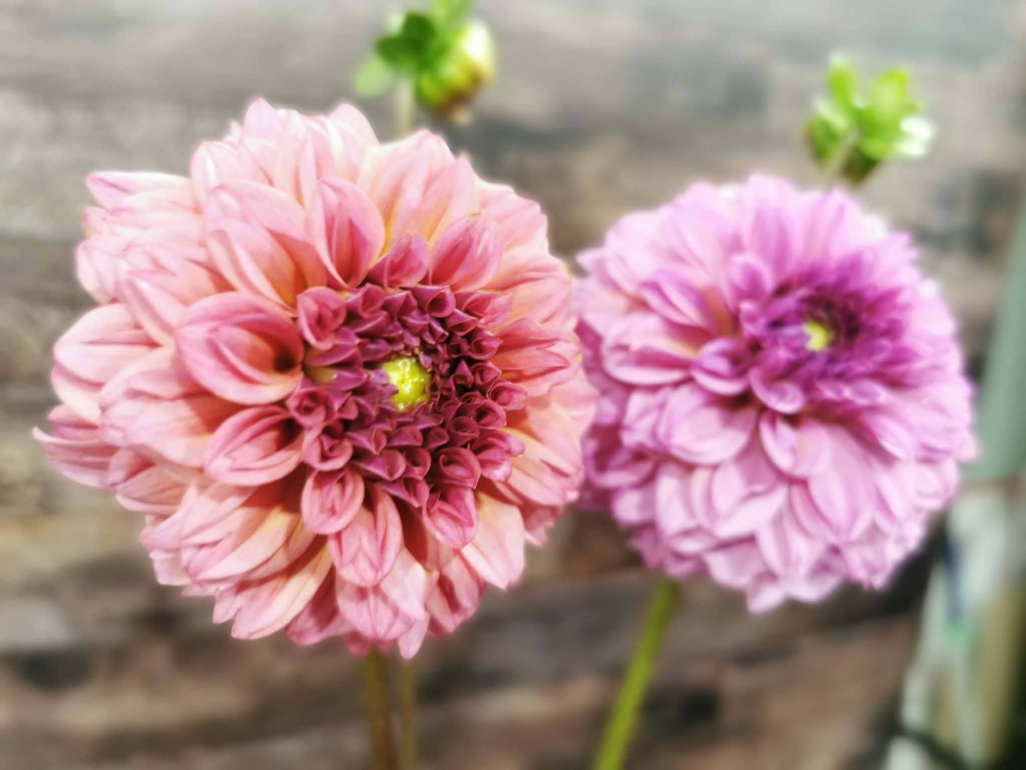 Lileah Pink Petticoats