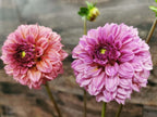 Lileah Pink Petticoats