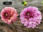 Lileah Pink Petticoats