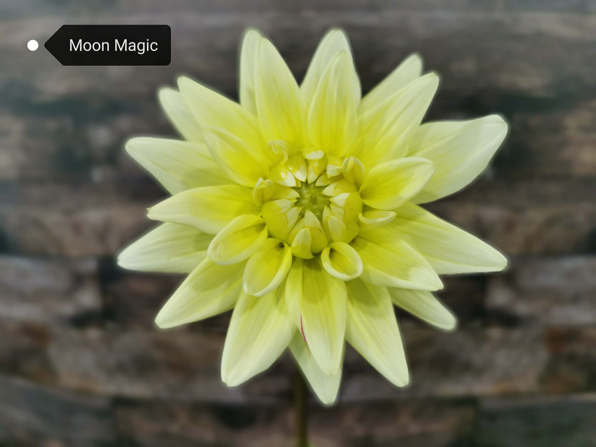 Moon Magic