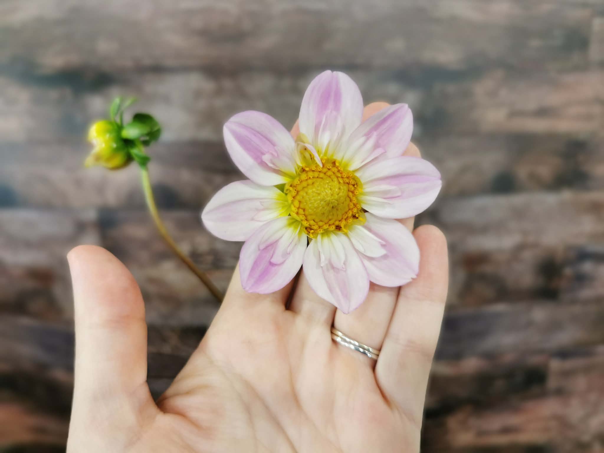 Pinkie 'O'